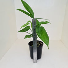Load image into Gallery viewer, Anthurium Digitatum