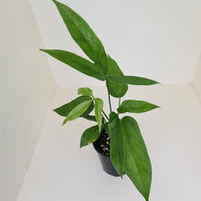 Load image into Gallery viewer, Anthurium Digitatum