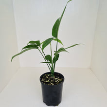 Load image into Gallery viewer, Anthurium Digitatum