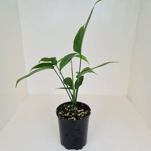 Anthurium Digitatum