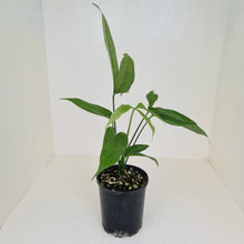 Load image into Gallery viewer, Anthurium Digitatum