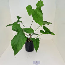 Load image into Gallery viewer, #1 Large Anthurium Balaoanum