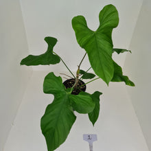 Load image into Gallery viewer, #1 Large Anthurium Balaoanum