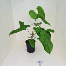 Load image into Gallery viewer, #1 Large Anthurium Balaoanum