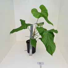 Load image into Gallery viewer, #1 Large Anthurium Balaoanum