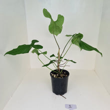 Load image into Gallery viewer, #1 Large Anthurium Balaoanum