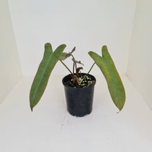 Load image into Gallery viewer, Philodendron Atabapoense