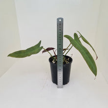 Load image into Gallery viewer, Philodendron Atabapoense