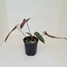 Load image into Gallery viewer, Philodendron Atabapoense