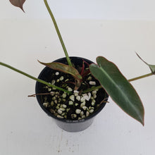 Load image into Gallery viewer, Philodendron Atabapoense