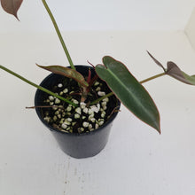 Load image into Gallery viewer, Philodendron Atabapoense