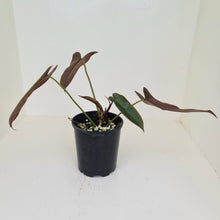 Load image into Gallery viewer, Philodendron Atabapoense
