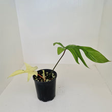 Load image into Gallery viewer, Philodendron Florida Ghost