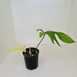 Philodendron Florida Ghost