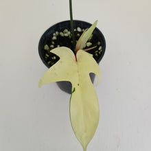 Load image into Gallery viewer, Philodendron Florida Ghost