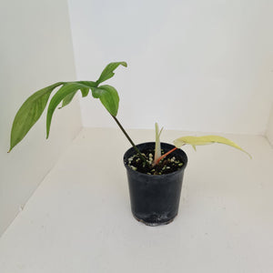 Philodendron Florida Ghost