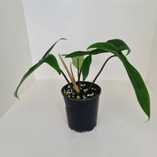 Load image into Gallery viewer, #1 Philodendron 69686 - &#39;Big Ears&#39;