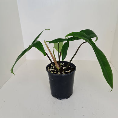 #1 Philodendron 69686 - 'Big Ears'