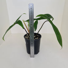 Load image into Gallery viewer, #1 Philodendron 69686 - &#39;Big Ears&#39;