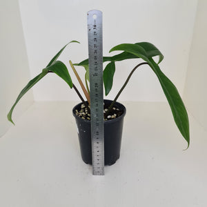 #1 Philodendron 69686 - 'Big Ears'