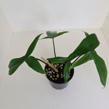 Load image into Gallery viewer, #1 Philodendron 69686 - &#39;Big Ears&#39;