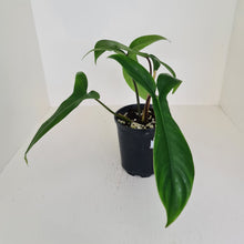 Load image into Gallery viewer, #1 Philodendron 69686 - &#39;Big Ears&#39;