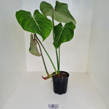 Load image into Gallery viewer, #2 Large Philodendron Gloriosum