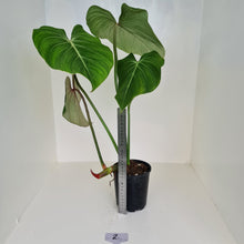 Load image into Gallery viewer, #2 Large Philodendron Gloriosum