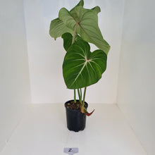 Load image into Gallery viewer, #2 Large Philodendron Gloriosum