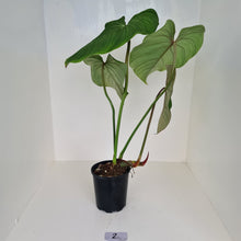 Load image into Gallery viewer, #2 Large Philodendron Gloriosum