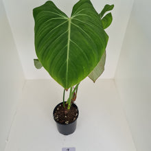 Load image into Gallery viewer, #2 Large Philodendron Gloriosum