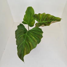 Load image into Gallery viewer, Philodendron Corsinianum / &#39;Bronze Shield&#39;