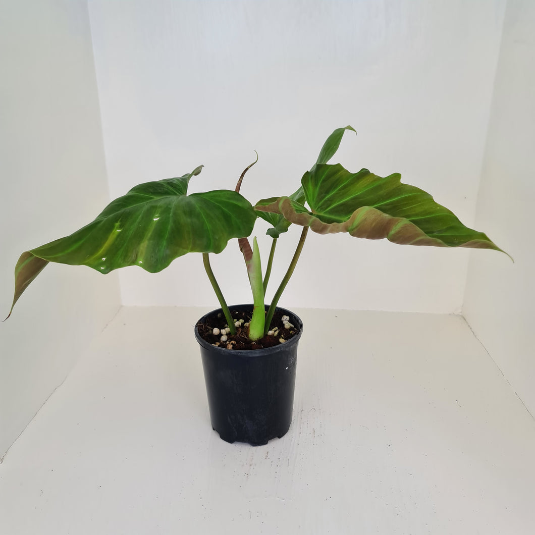 Philodendron Corsinianum / 'Bronze Shield'