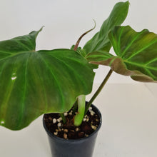 Load image into Gallery viewer, Philodendron Corsinianum / &#39;Bronze Shield&#39;