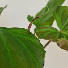 Load image into Gallery viewer, Philodendron Corsinianum / &#39;Bronze Shield&#39;