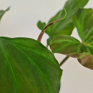 Philodendron Corsinianum / 'Bronze Shield'