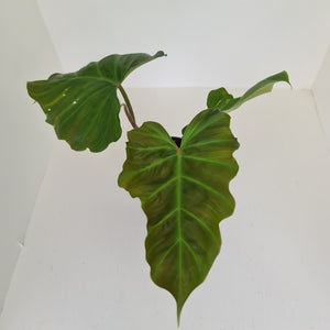 Philodendron Corsinianum / 'Bronze Shield'