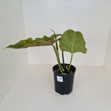 Load image into Gallery viewer, Philodendron Corsinianum / &#39;Bronze Shield&#39;