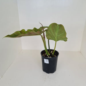 Philodendron Corsinianum / 'Bronze Shield'