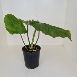 Philodendron Corsinianum / 'Bronze Shield'