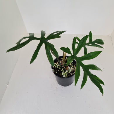 Philodendron Mayoi