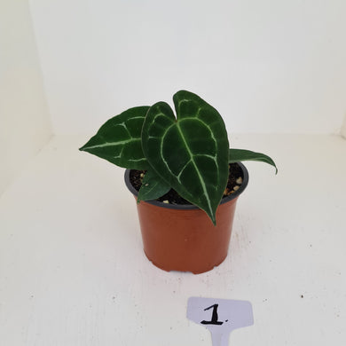 #1 Anthurium 'Dark Night'