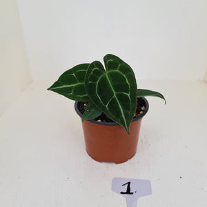 #1 Anthurium 'Dark Night'