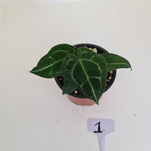 Load image into Gallery viewer, #1 Anthurium &#39;Dark Night&#39;