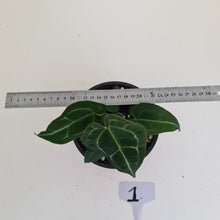 Load image into Gallery viewer, #1 Anthurium &#39;Dark Night&#39;