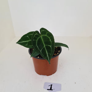 #1 Anthurium 'Dark Night'