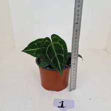 Load image into Gallery viewer, #1 Anthurium &#39;Dark Night&#39;