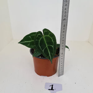 #1 Anthurium 'Dark Night'