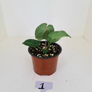 #1 Anthurium 'Dark Night'