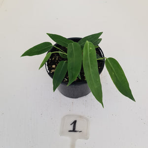 #1 Anthurium Pallidiflorum - Two heads